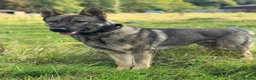 German Shepherd dogs for sale: Elite DDR German Shepherd - World-Class Pedigree  - Advert 36