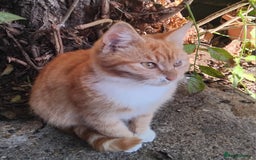 British Shorthair cats for sale: 2 tabby kittens for sale - Advert 4