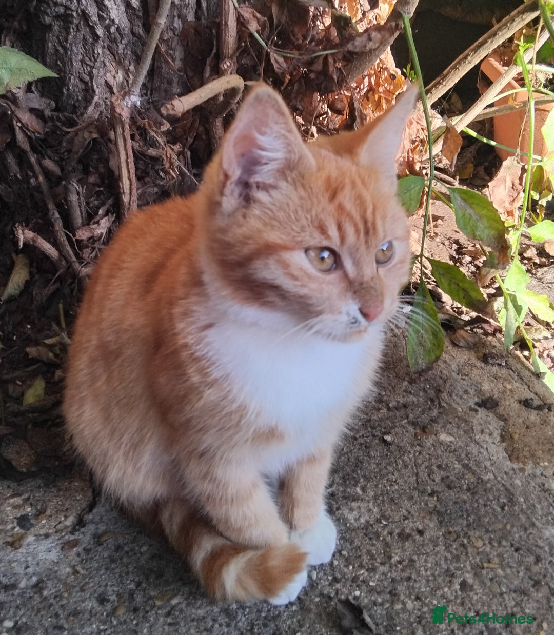British Shorthair cats for sale: 2 tabby kittens for sale - Advert 4