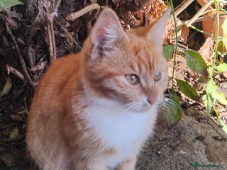 British Shorthair cats 2 tabby kittens for sale - Advert 3