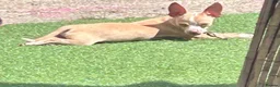 Chihuahua dogs for sale: Male chihuahua pup  - Advert 2