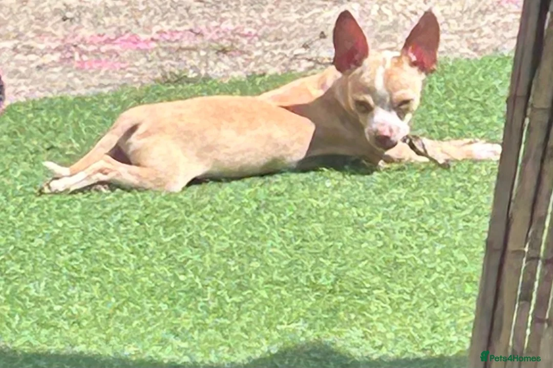 Chihuahua dogs for sale: Male chihuahua pup  - Advert 2