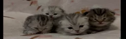 Munchkin cats for sale: Special Munckin Fur Babies - Advert 3