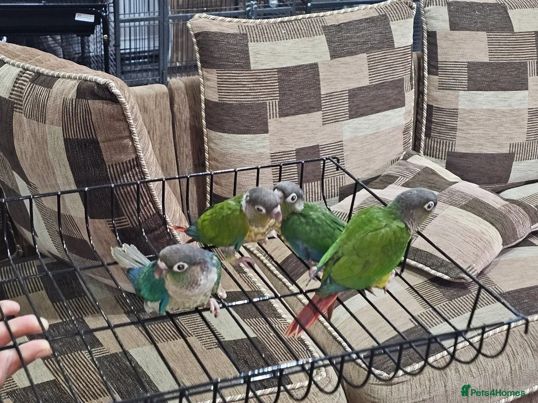 Conures birds for sale: Green cheek conuere in Birmingham - Advert 8