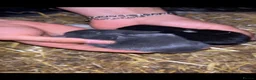 Netherland Dwarf rabbits for sale: Baby Prue breed neatherland dwarf rabbits unsexed - Advert 7