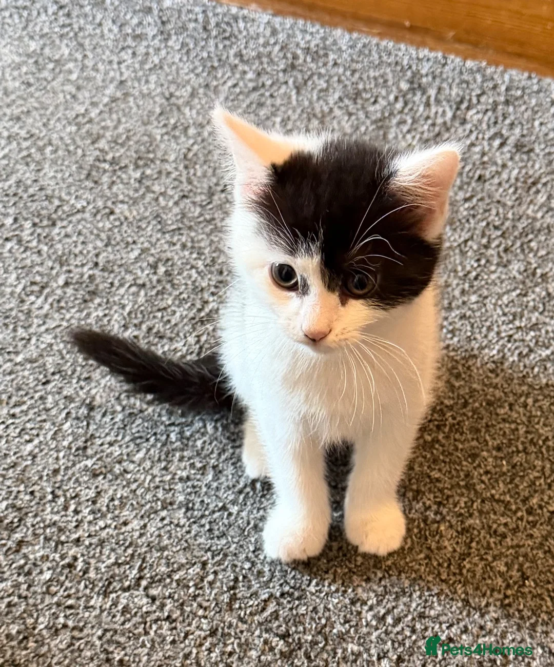Mixed Breed cats for sale: 8 week old kittens ready to go.  in Gorebridge - Advert 9