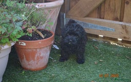 Shihpoo dogs for sale: rare black shipoos - Image 28