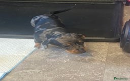 Miniature Dachshund dogs for sale: Miniature dachshund  - Image 3