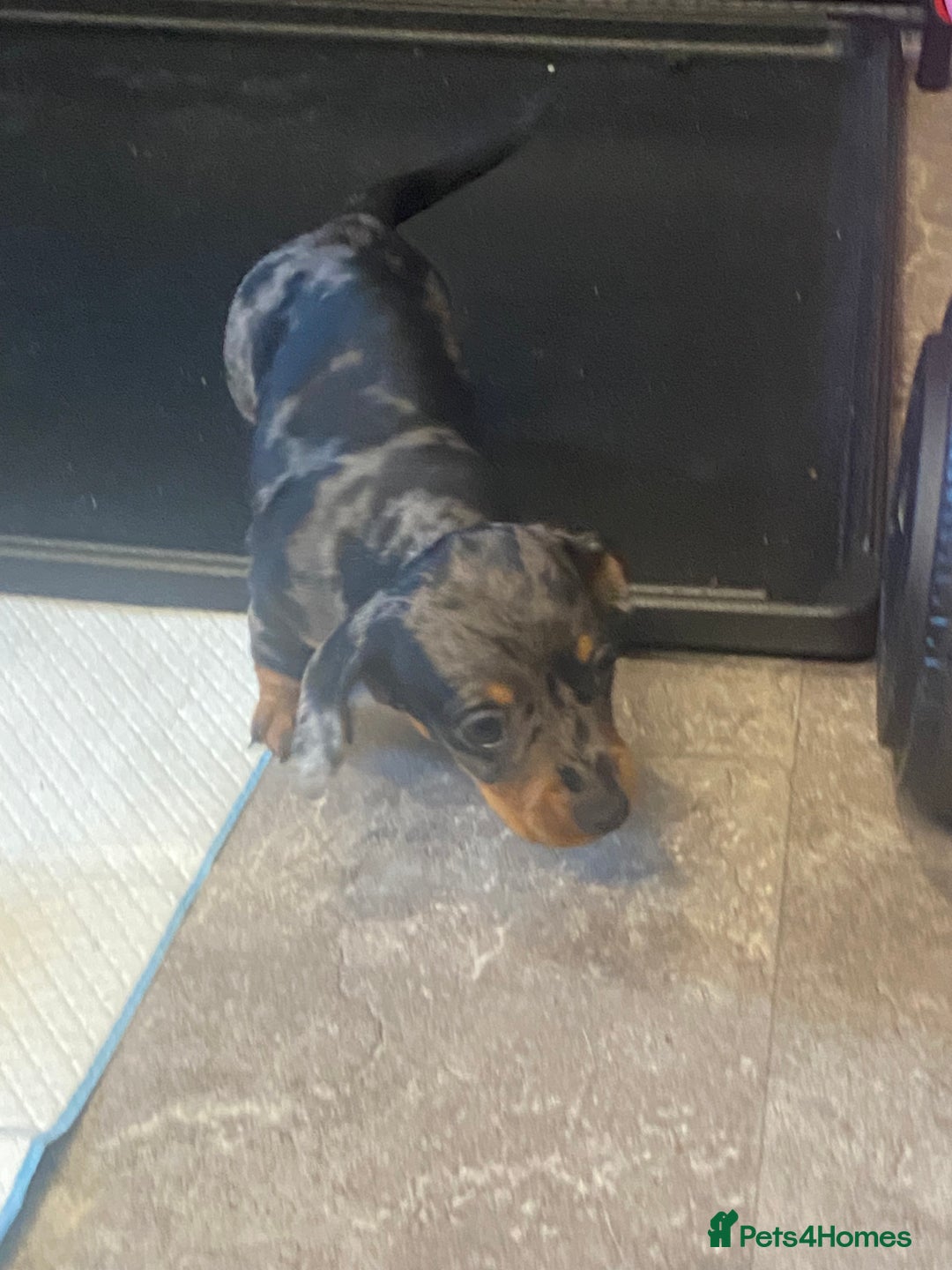 Miniature Dachshund dogs for sale: Miniature dachshund  - Image 3