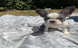 French Bulldog dogs for sale: French bulldog puppies - 3 boys 1 girl (pink husky - Image 18
