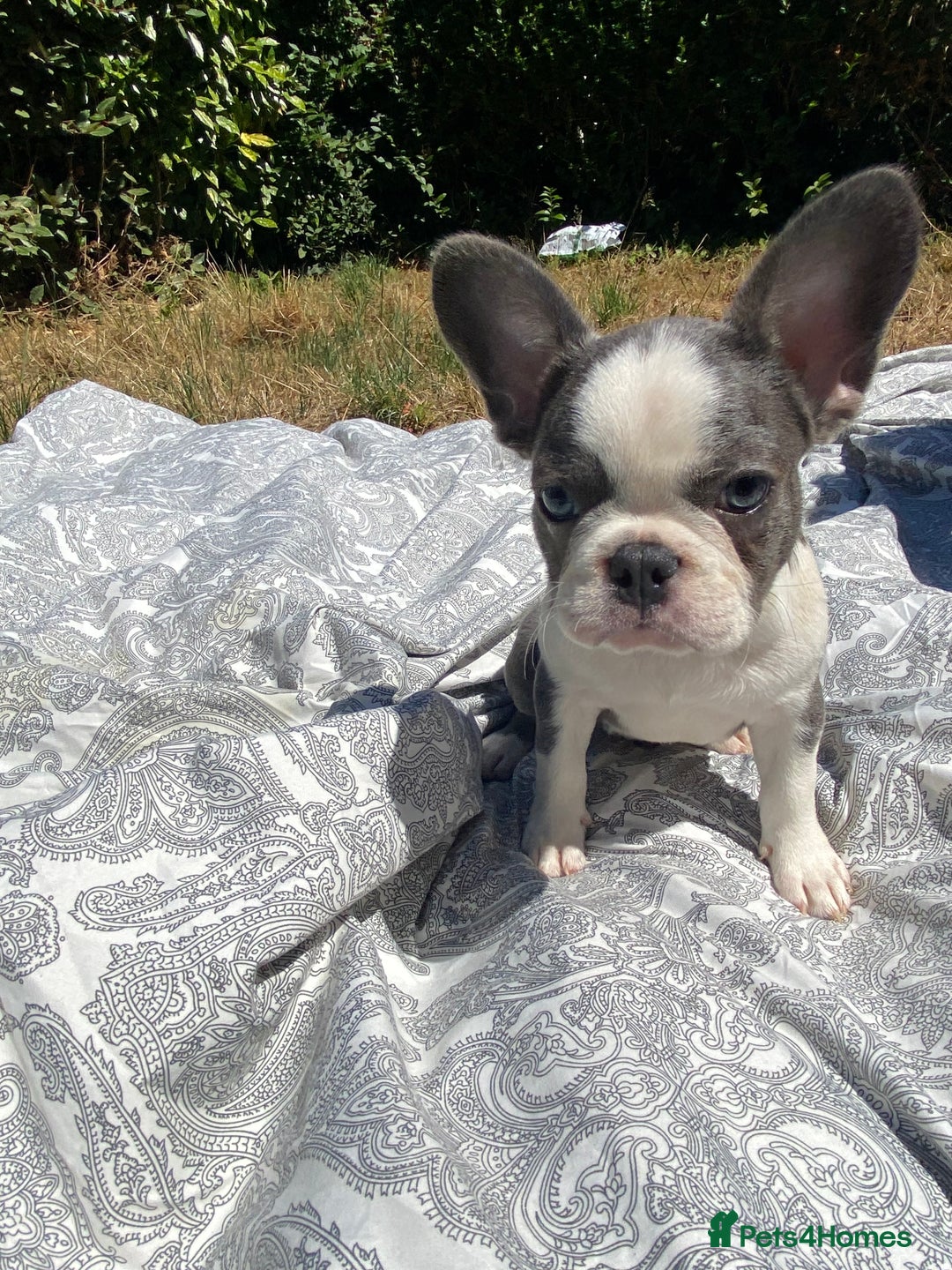 French Bulldog dogs for sale: French bulldog puppies - 3 boys 1 girl (pink husky - Image 18