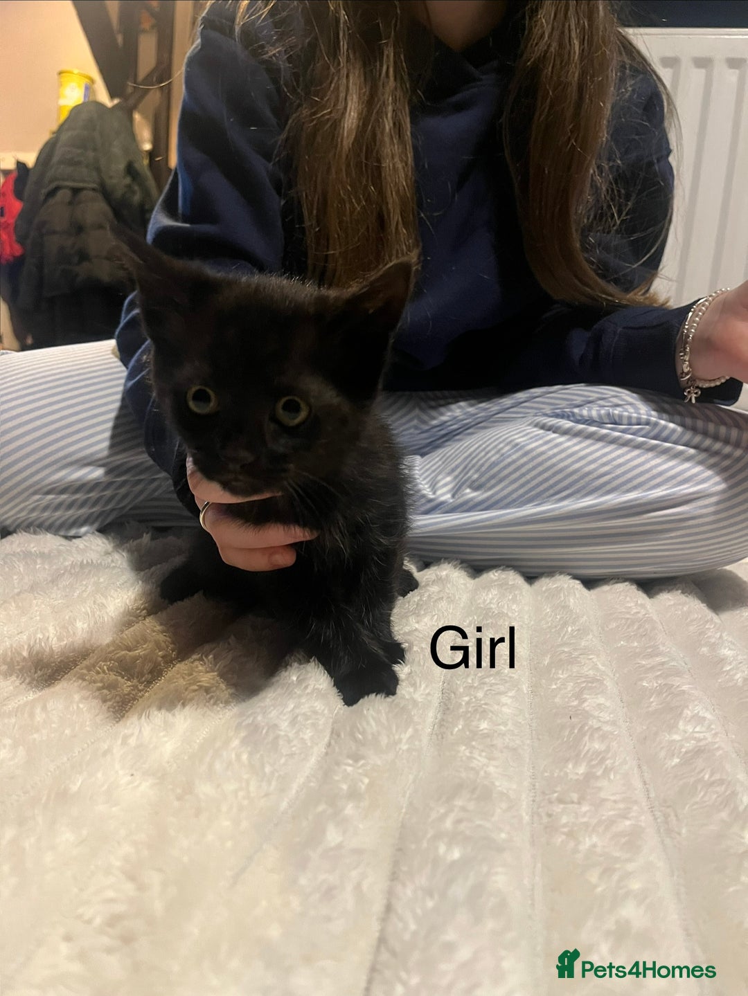 Mixed Breed cats for sale: Black kittens for sale - Advert 4