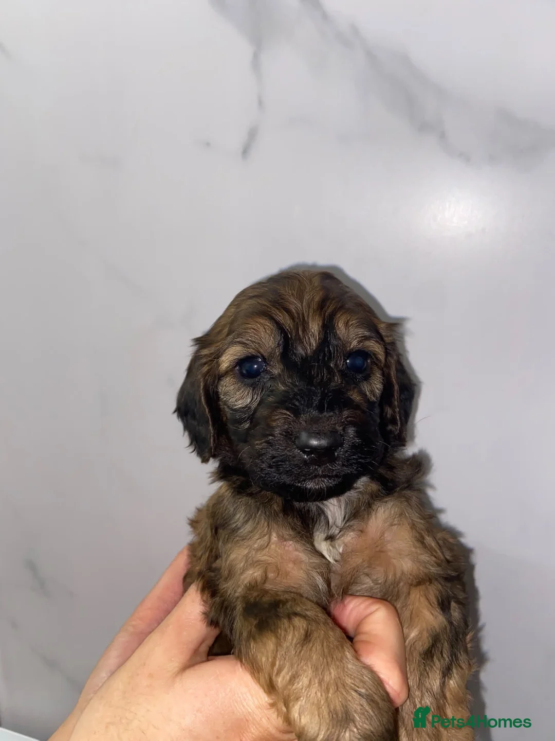 Cockapoo dogs for sale: Cockapoos  in Kelty - Advert 1
