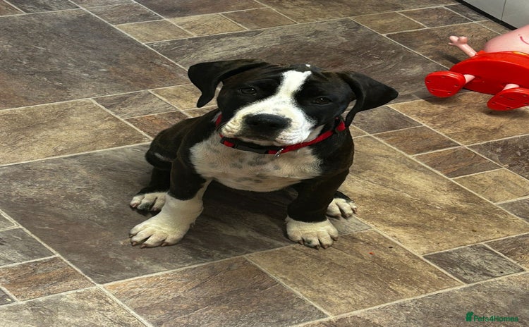 Mixed Breed dogs - Advert 2