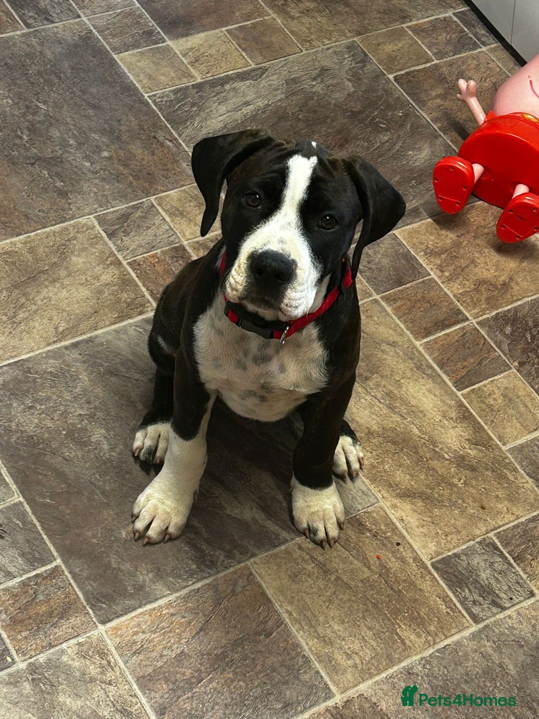 Mixed Breed dogs for sale: Stella - Image 1