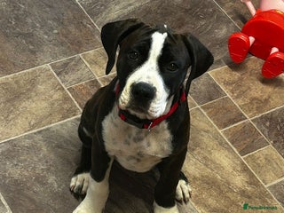 Mixed Breed dogs - Advert 1