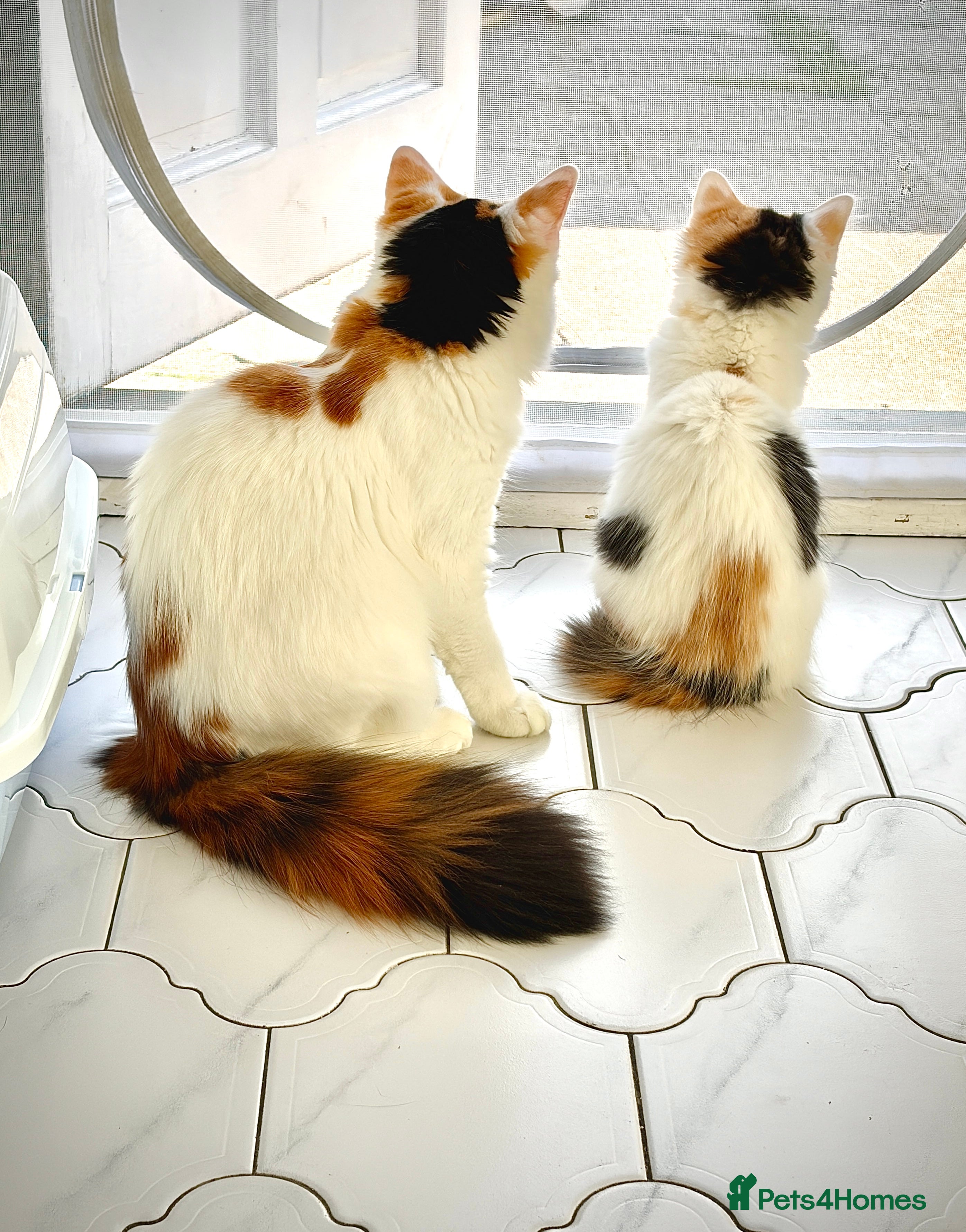 Mixed Breed cats Bobtail Ragdoll mixed - Advert 2