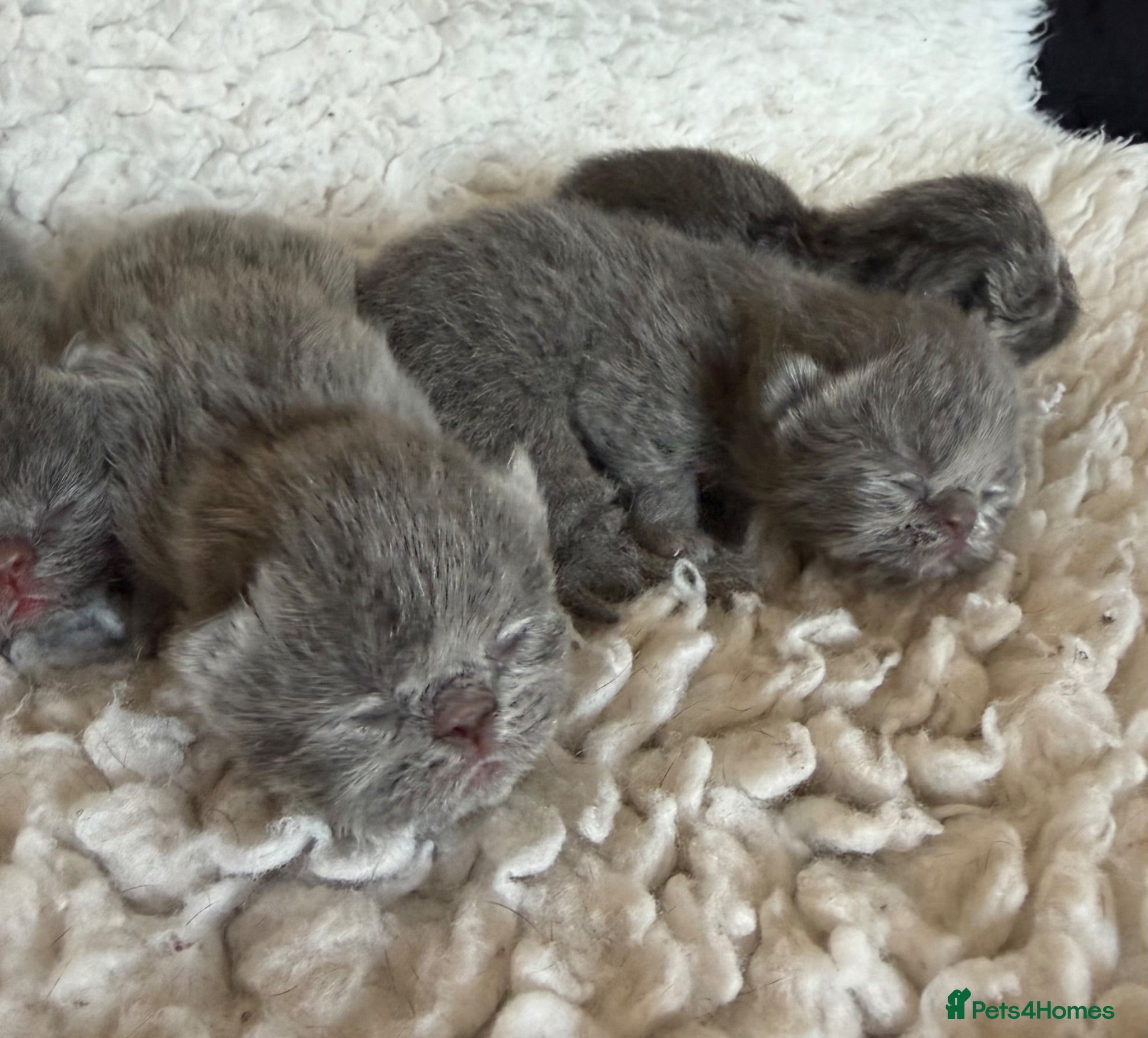 Exotic cats Exotic Shorthair Kittens For Sale - Advert 5