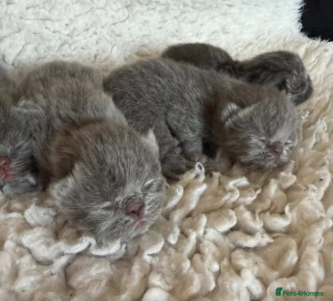 Exotic cats for sale: Exotic Shorthair Kittens For Sale - Advert 1