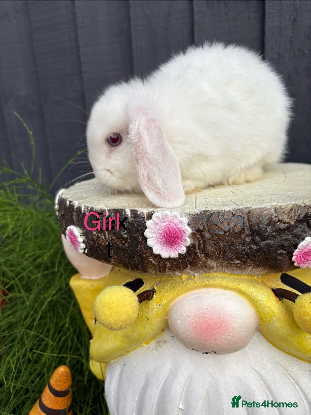 Mini Lop rabbits for sale: Mini lop baby bunny rabbits  - Image 5