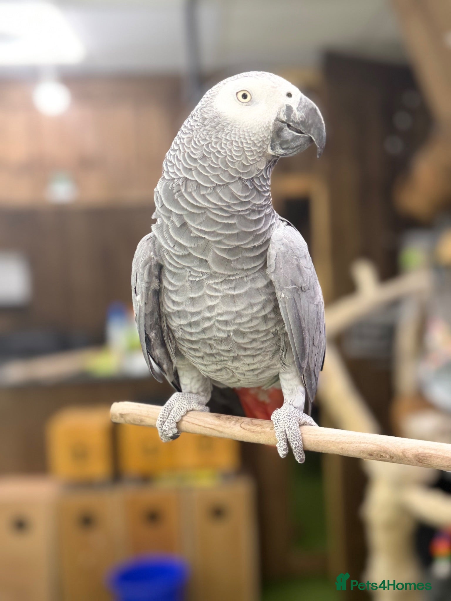 Parakeets birds African grey tamed and talk - Advert 1