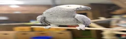 Parakeets birds for sale: African grey tamed and talk - Advert 1