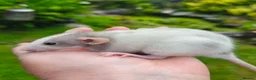 Rat rodents for sale: Beautiful blue and mink Dumbo rats - Advert 18