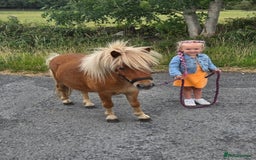 Shetland pony horses for sale: Beautiful 7h Mini shetland Gelding  - Image 1
