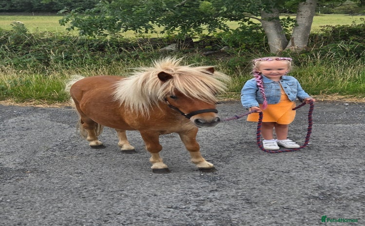 Shetland pony horses - Advert 1