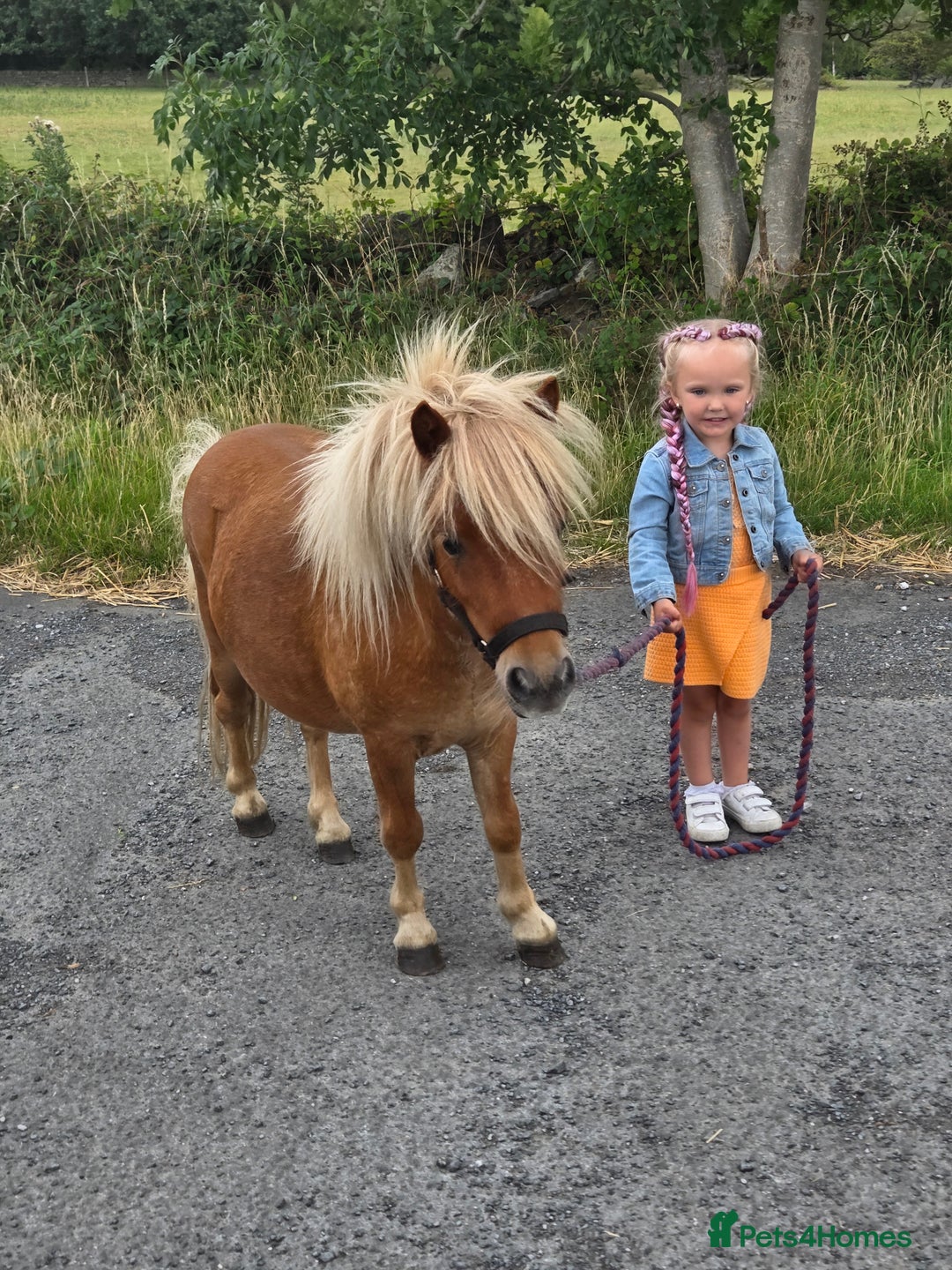 Shetland pony horses for sale: Beautiful 7h Mini shetland Gelding  - Image 1