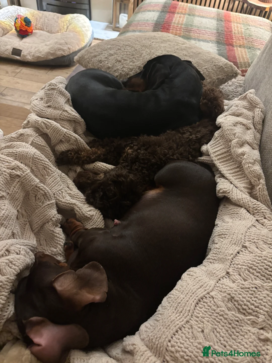 Dachshund dogs for sale: Talulahs and Theo’s 3 babies  - Advert 24
