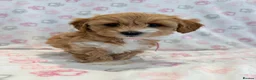 Maltipoo dogs for sale: Beautiful F1 Health Tested Maltipoo babies 💙🐾💖 - Advert 27