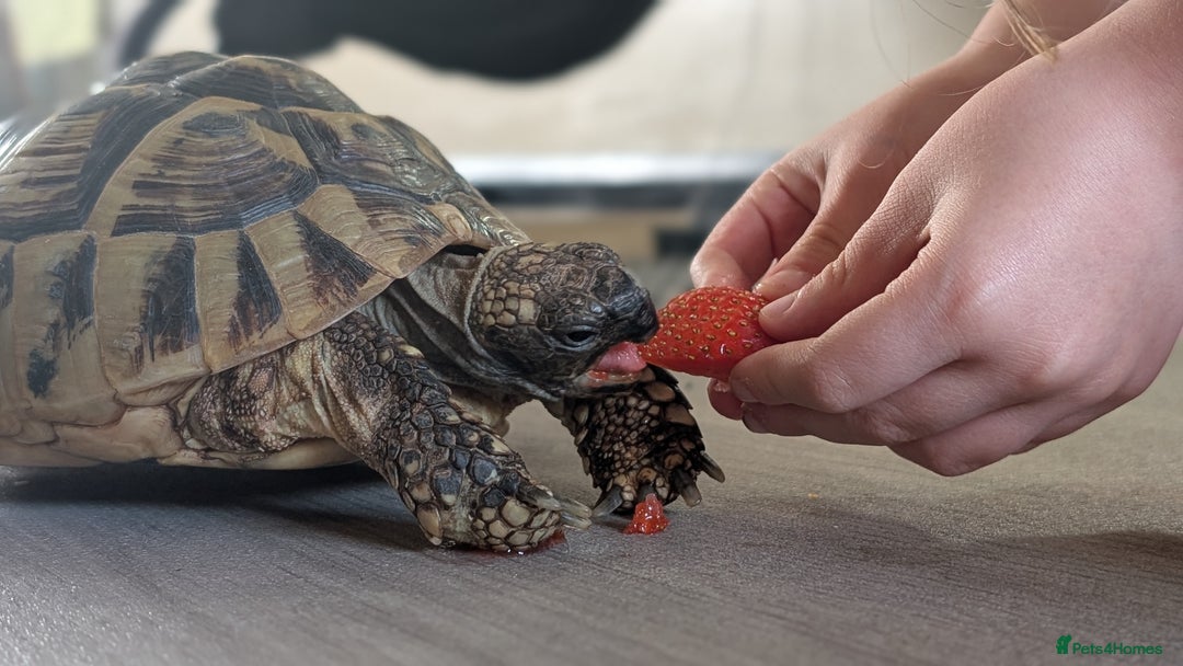 Tortoise reptiles for sale: 22 year old female tortoise and 4fy viv - Image 1