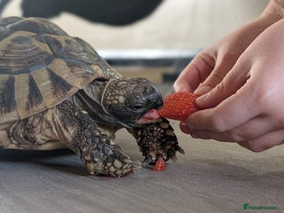 Tortoise reptiles - Advert 3