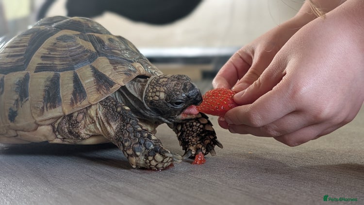 Tortoise reptiles - Advert 1