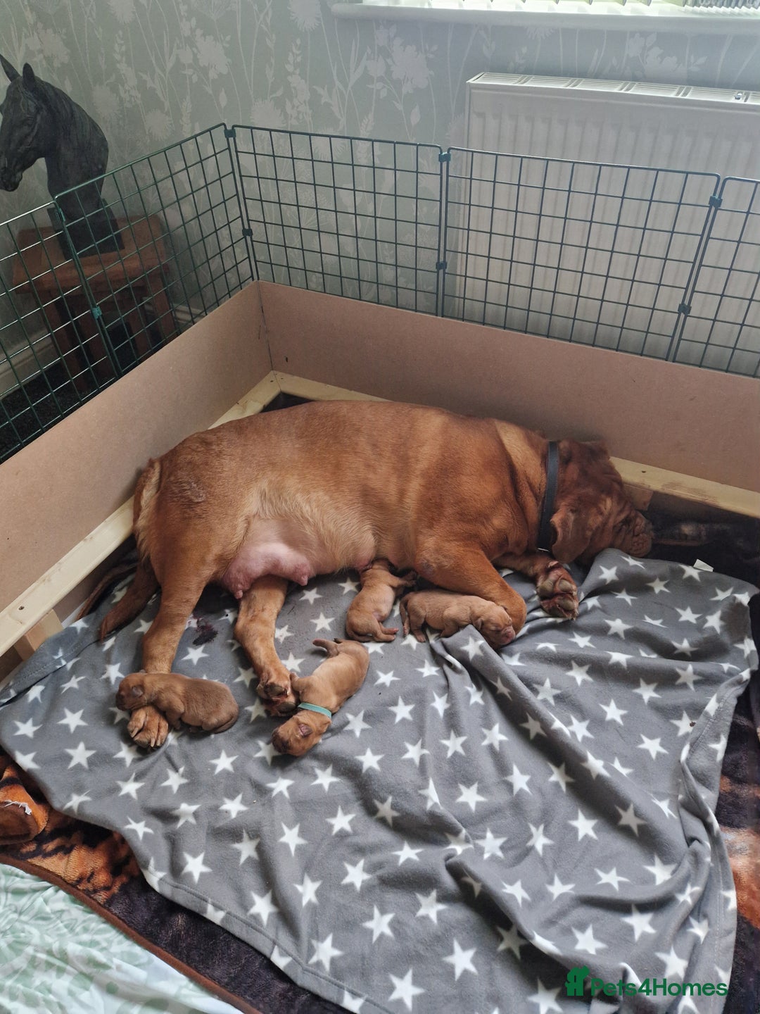 Dogue De Bordeaux dogs for sale: Douge de Bordeau puppies 3 x girls - Advert 5