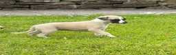 Whippet dogs for sale: Stunning Fawn Whippet Pups  in Winkleigh - Advert 9