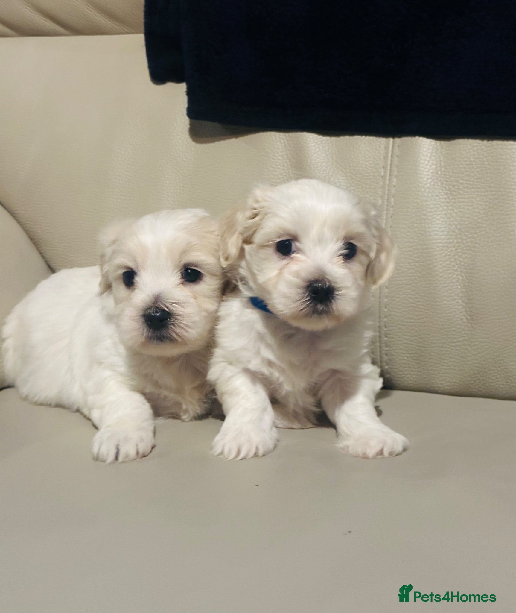 Maltese dogs Pure Maltese puppies p1  - Advert 8