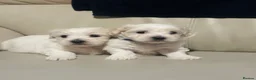 Maltese dogs for sale: Pure Maltese puppies p1  - Advert 1