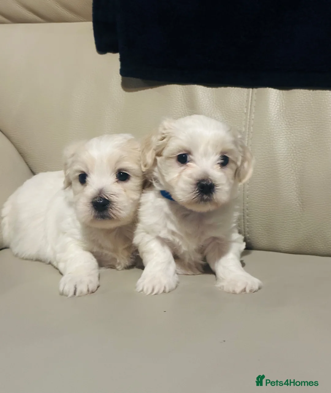 Maltese dogs for sale: Pure Maltese puppies p1  - Advert 1