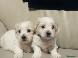 Maltese dogs Pure Maltese puppies p1 - Advert 8