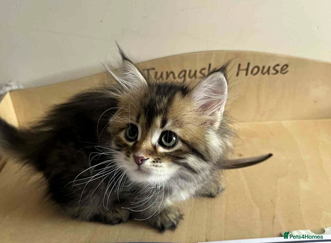Siberian cats for sale: Beautiful purebred Siberian kittens-Hypoallergenic - Image 31