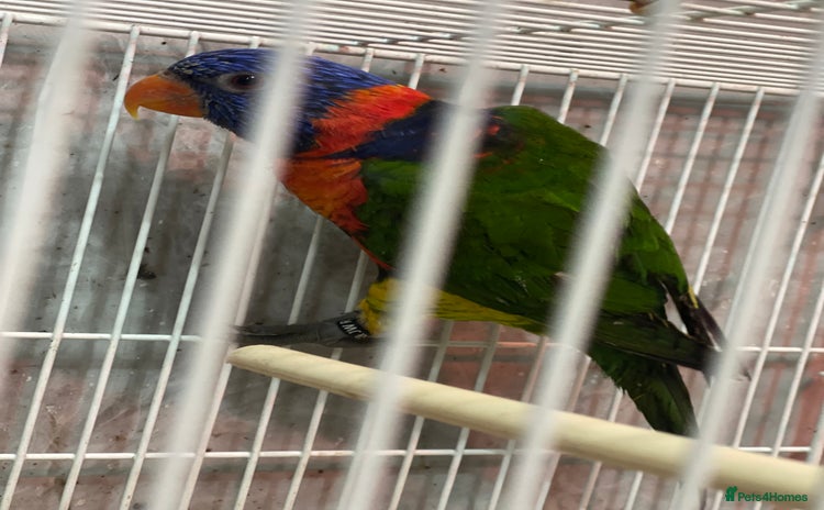 Lorikeets birds - Advert 1