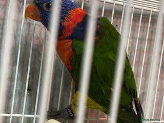 Lorikeets birds - Advert 3