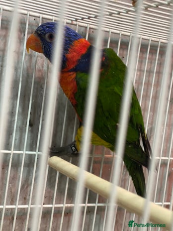 Lorikeets birds - Advert 1