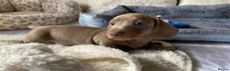Dachshund dogs for sale: KC miniature smooth haired DNA tested dachshunds  - Advert 11