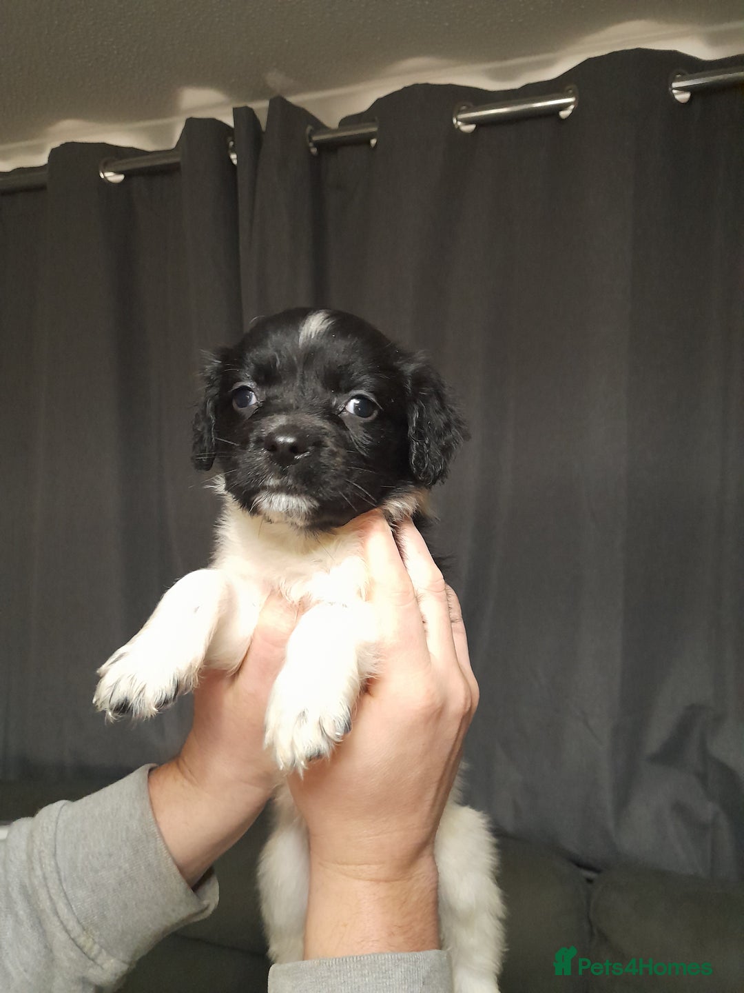 Springador dogs for sale: Springador puppys - Advert 11