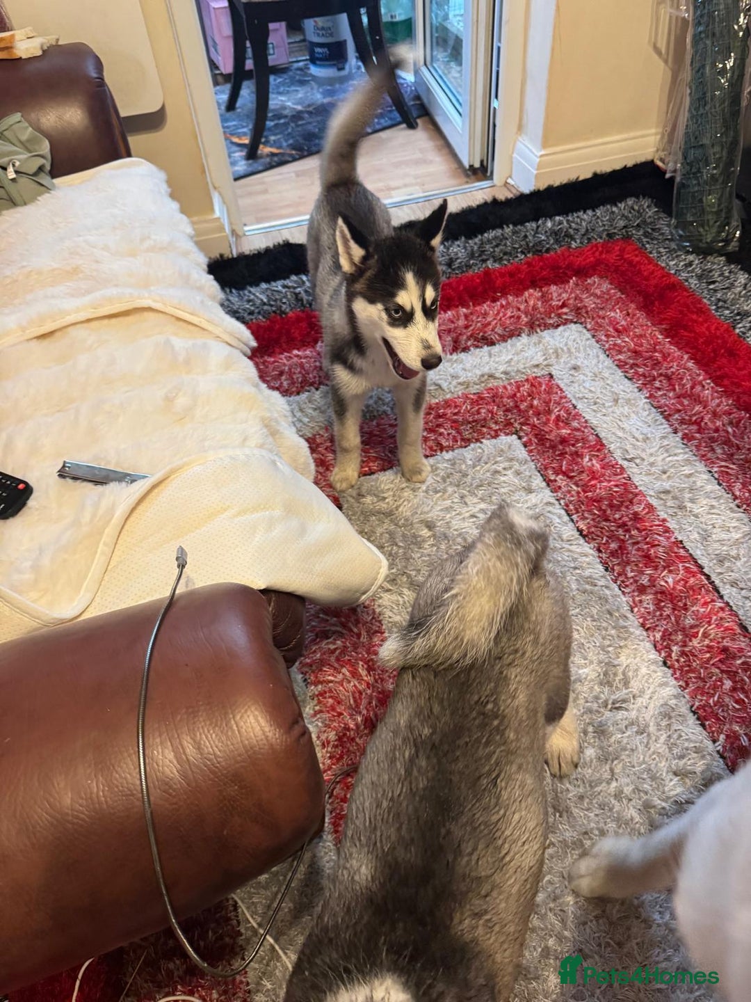 Siberian Husky dogs for sale: Last 2 beautiful girl from 7 puppy husky  - Image 5