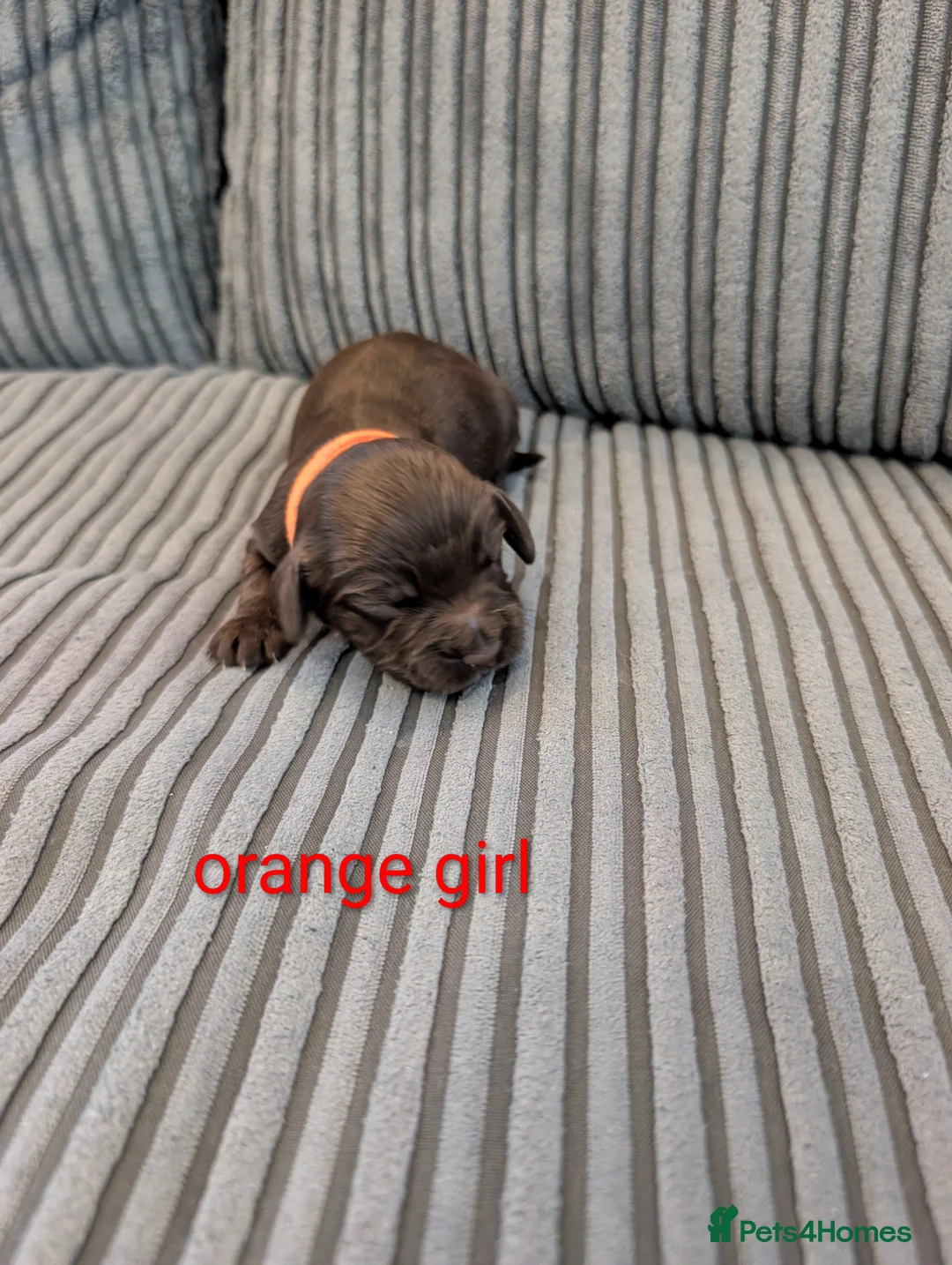 Cocker Spaniel dogs for sale: Working cocker spaniel puppies  - Advert 4