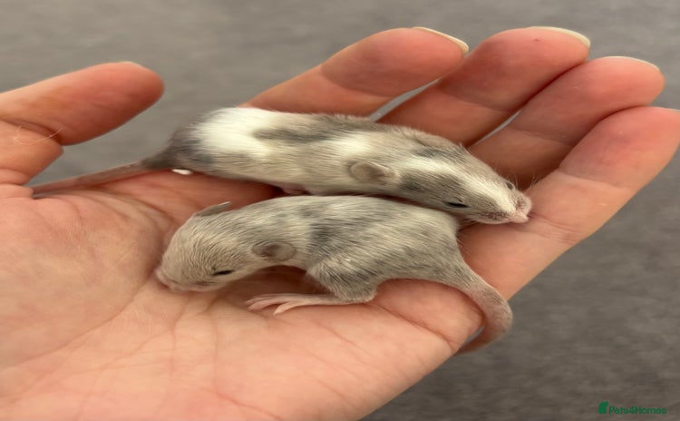 Mouse rodents - Advert 8